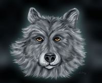 Wolfie Fini